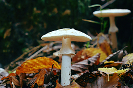 秋季伞状白蘑菇