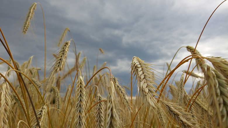 农田小麦成熟麦穗