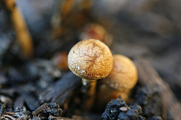 菌类蘑菇摄影