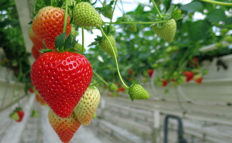 草莓园草莓水果