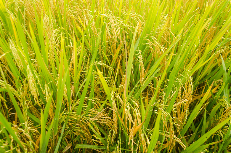 稻田成熟水稻