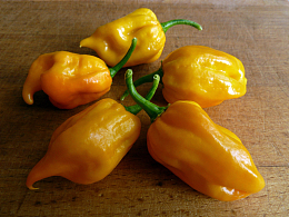 黄色菜椒