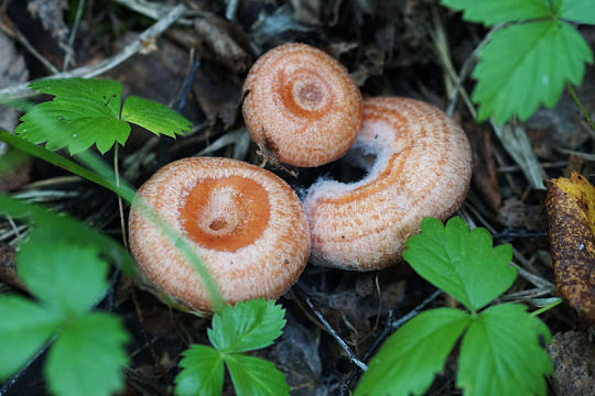 森林食用蘑菇