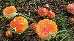森林野生红蘑菇