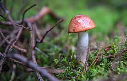 橙帽牛肝菌