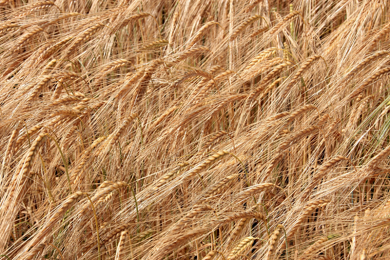 丰收的小麦高清
