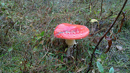 雨后红蘑菇
