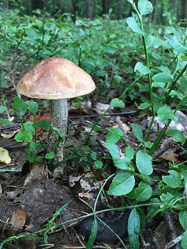 野生草帽菇