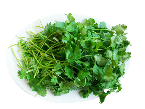 野菜素材