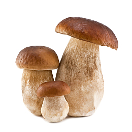 三个蘑菇白色背景