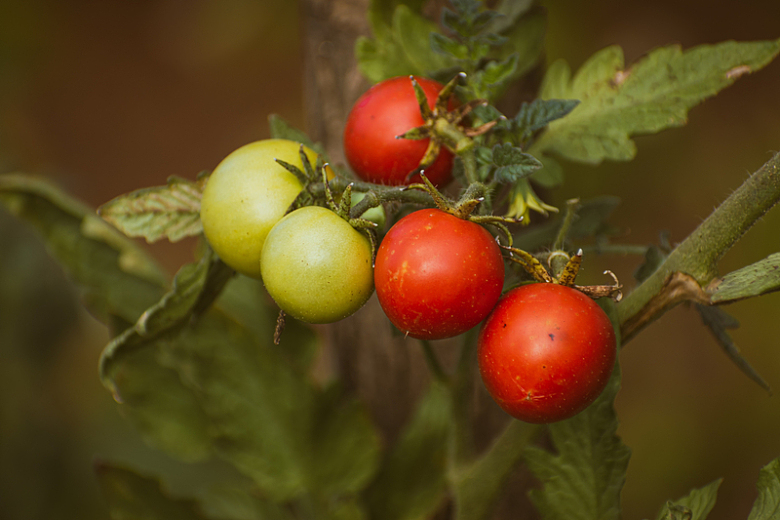 农家有机小番茄