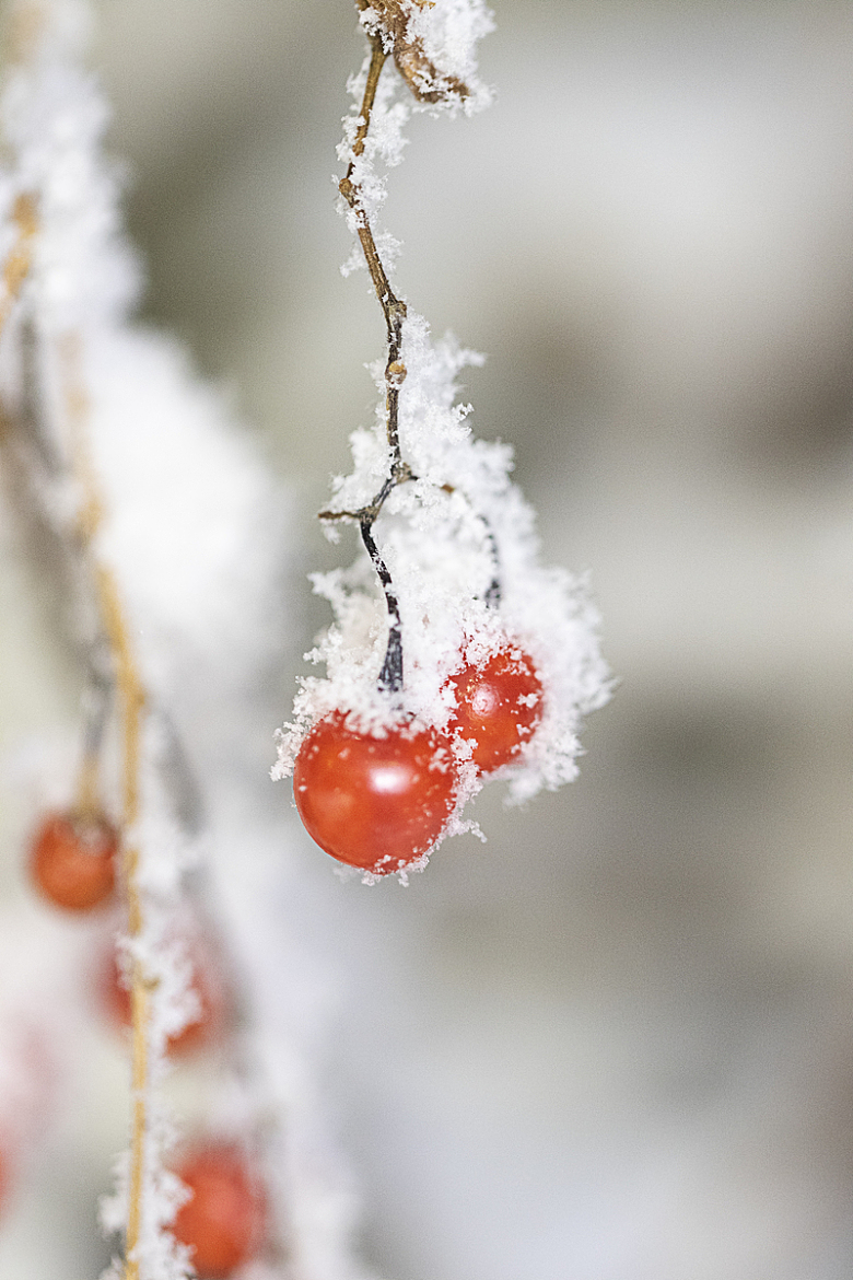 冬天红色浆果结霜花