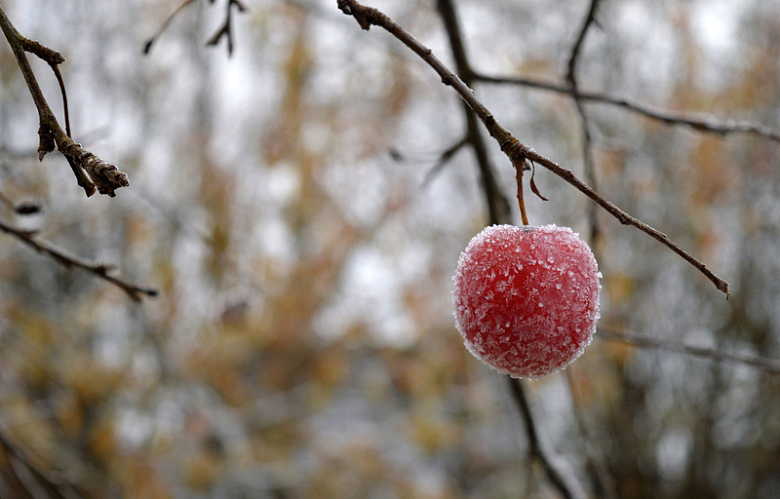 冬季霜打红苹果