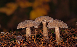 森林地面野生蘑菇