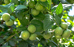 树枝上绿色橘子