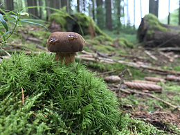 森林草地蘑菇
