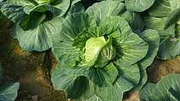 菜园卷心菜