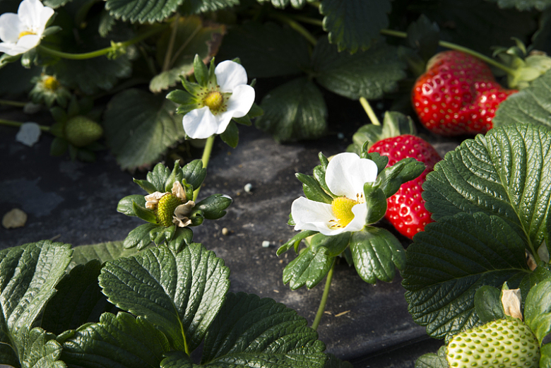 田园草莓