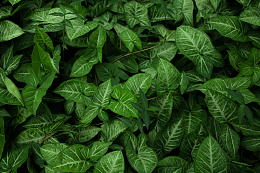 合果芋植物