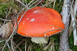 秋季森林红蘑菇