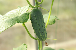 菜园小黄瓜
