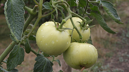 蕃茄蔬菜种植
