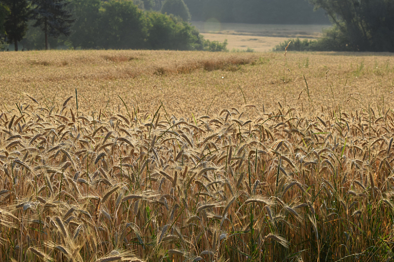 农田谷物小麦