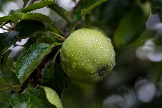 雨后绿色苹果