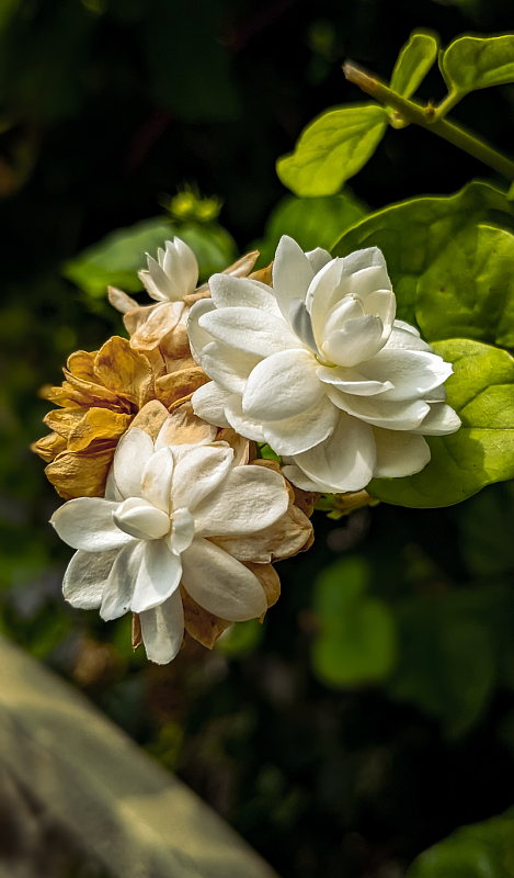 野生白色茉莉花开