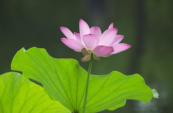 夏日粉色映日荷花盛开