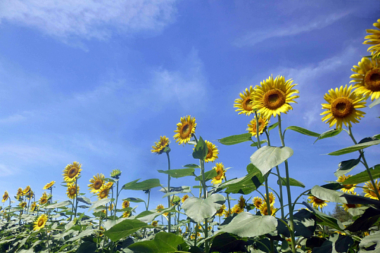 夏日蓝天白云向日葵摄影