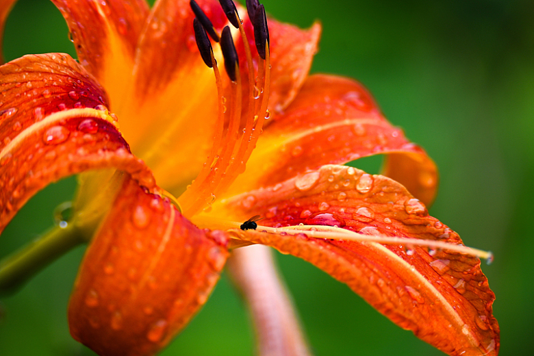 夏日雨后橙色萱草花