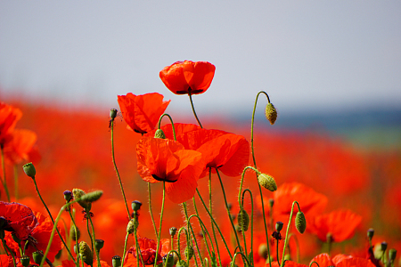 红色虞美人罂粟花绽放
