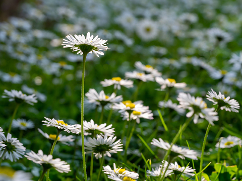 白色野生小雏菊摄影