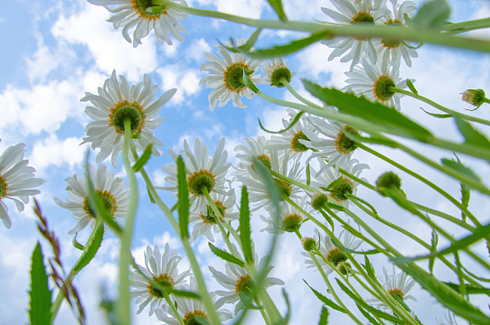 蓝天白云白色洋甘菊摄影