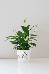 白鹤芋植物盆栽
