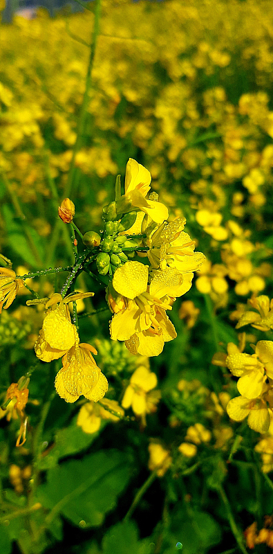 芥菜花局部特写摄影