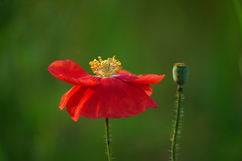 红色罂粟花植物摄影