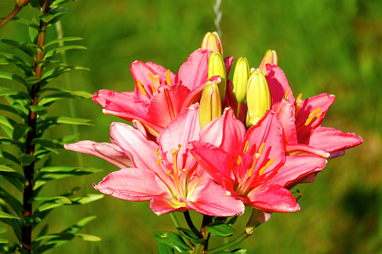 夏日山野百合花