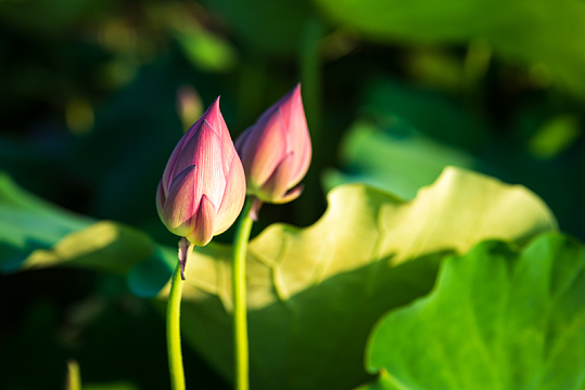 夏日粉色莲花花苞