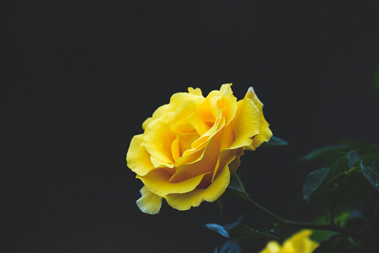美丽绽放的黄色玫瑰花