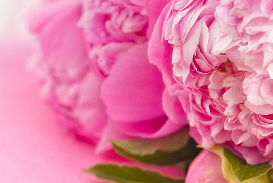 粉色牡丹花微距特写摄影