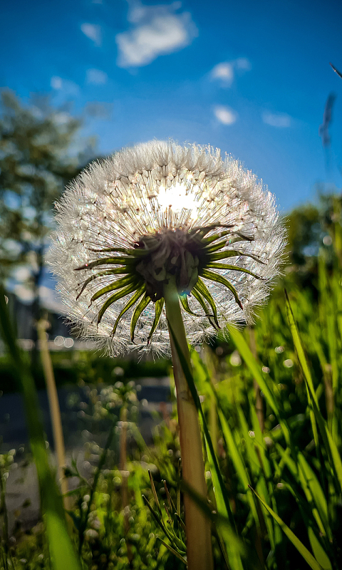 蓝天白云阳光蒲公英摄影