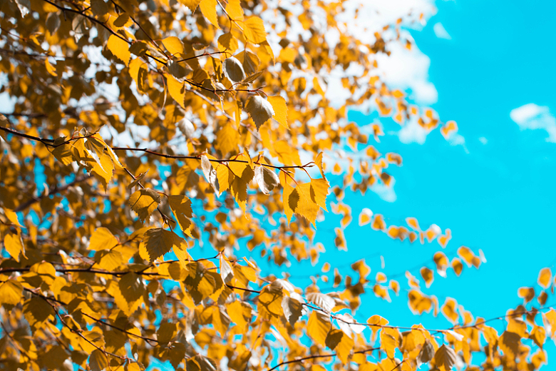秋天蓝天白云金色树叶