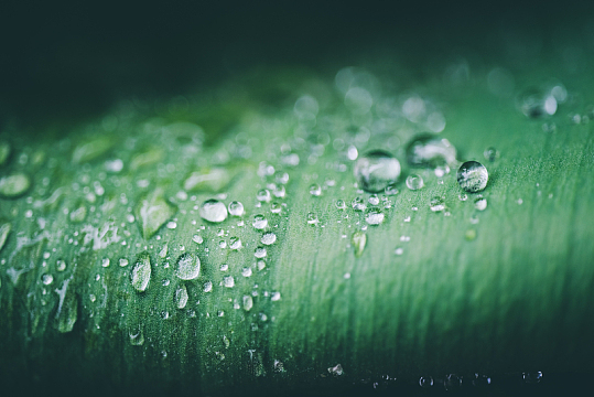 雨后绿叶水滴特写摄影