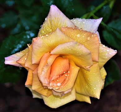 雨后黄色月季花