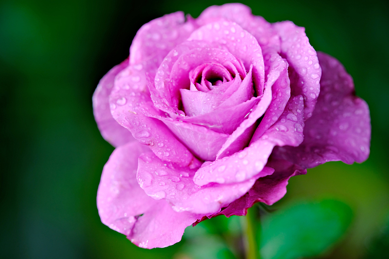 唯美紫色带水滴雨后玫瑰