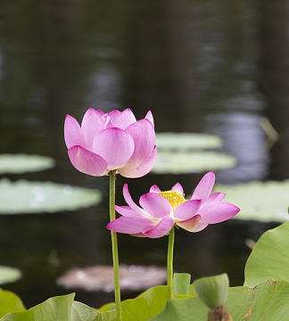 夏日莲花塘粉色莲花
