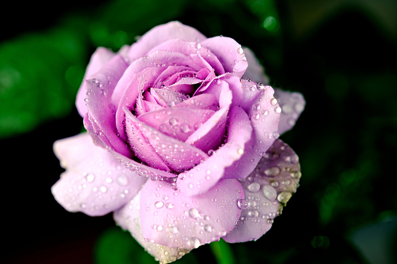 雨后露珠紫色玫瑰