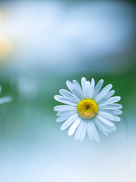 春天白色小雏菊盛开